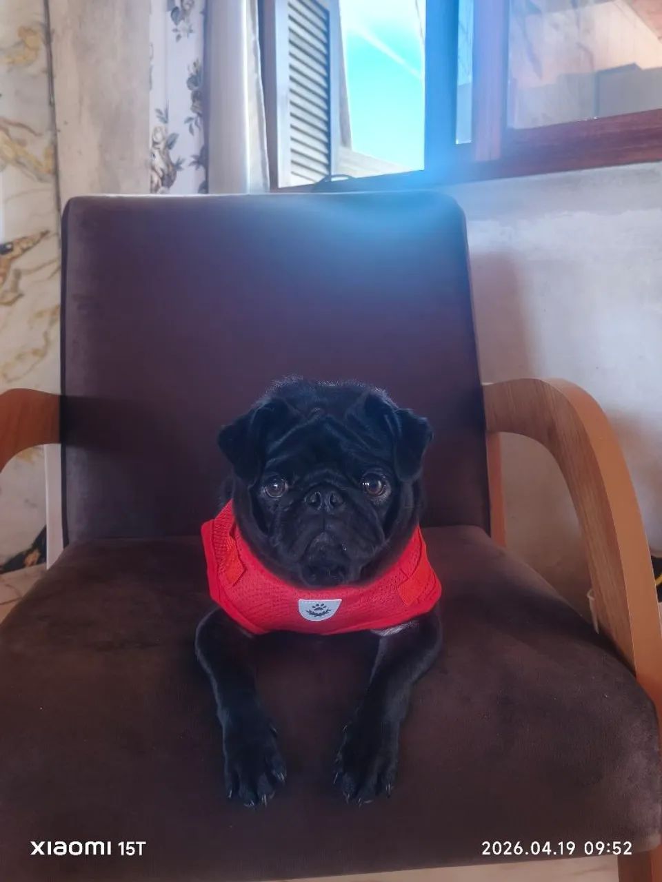 Pug fêmea  - Foto 2