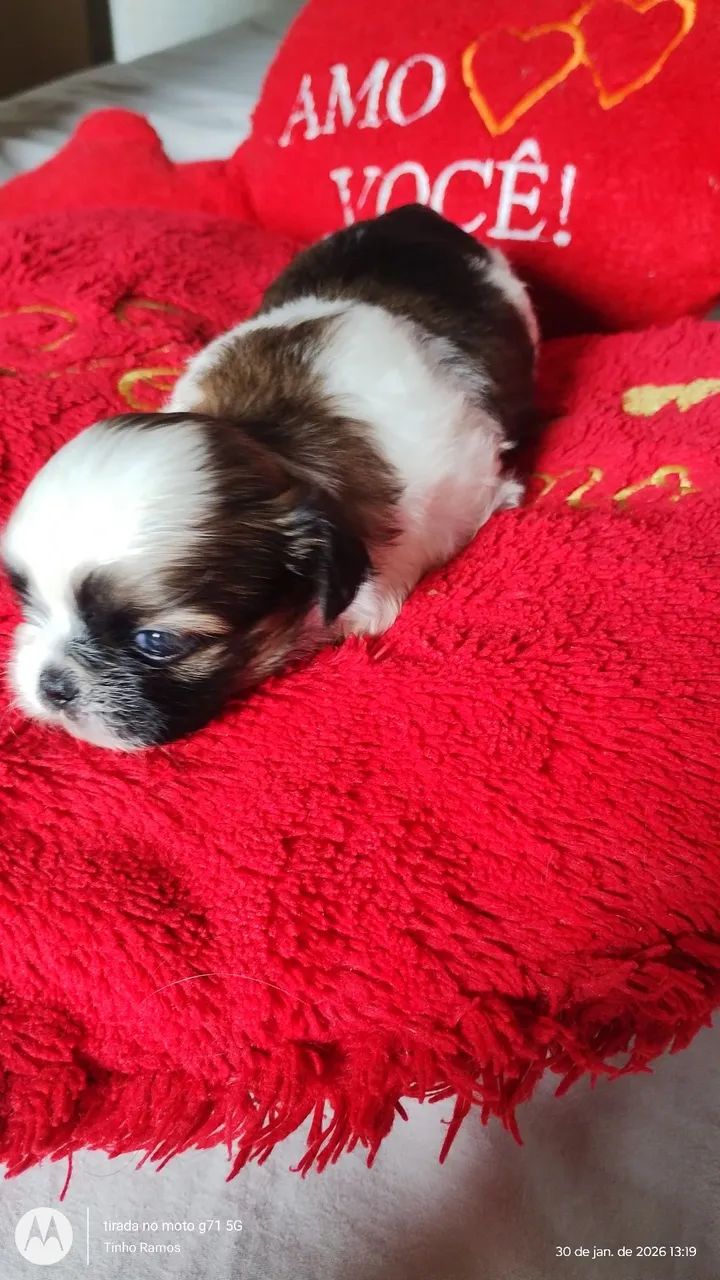 LINDOS FILHOTES DE SHITZU  - Foto 4