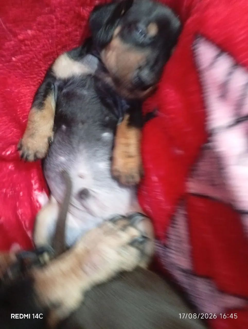 Salsicha Daschund  - Foto 4