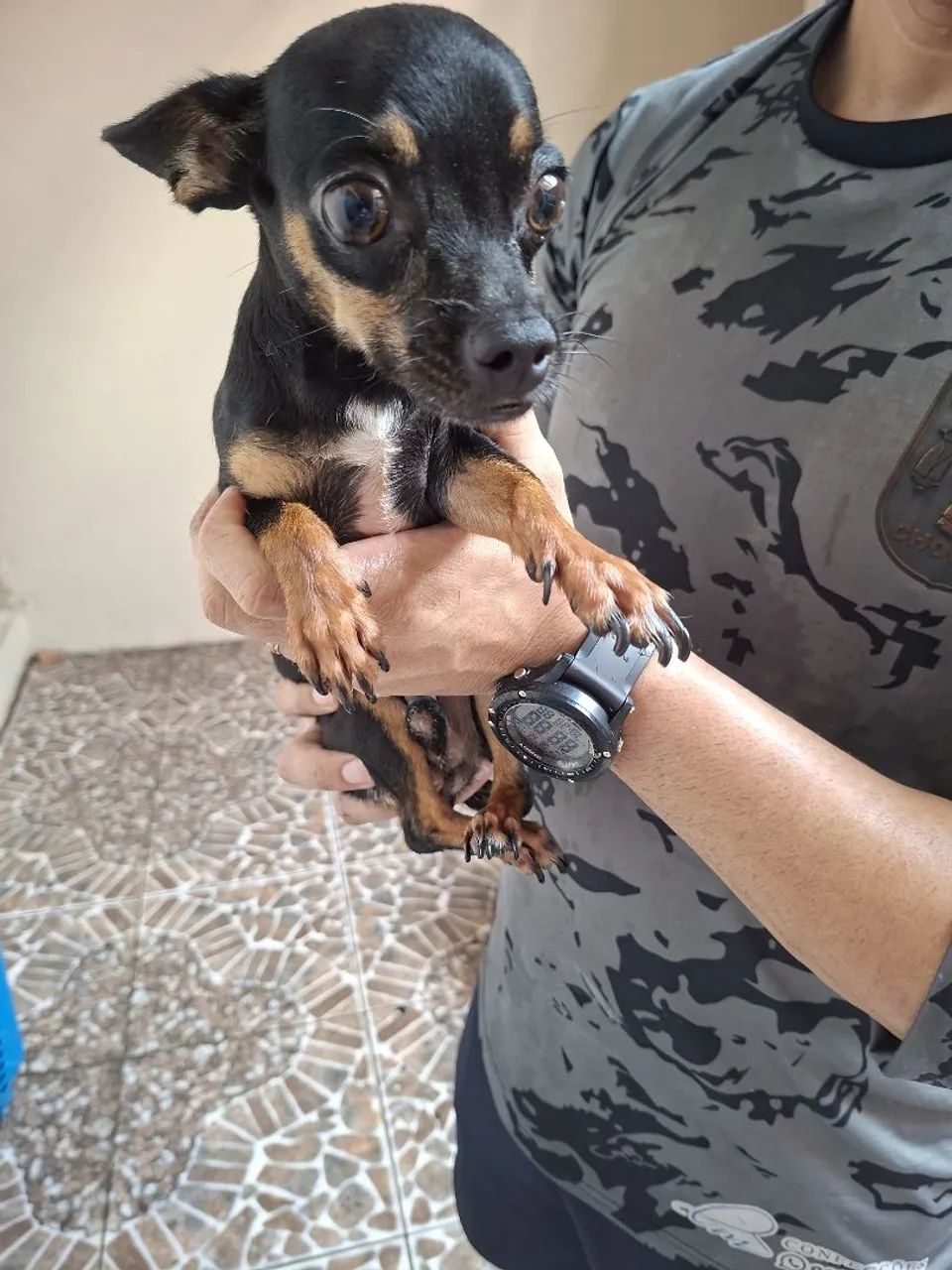 Pinscher 1 macho  *  - Foto 3