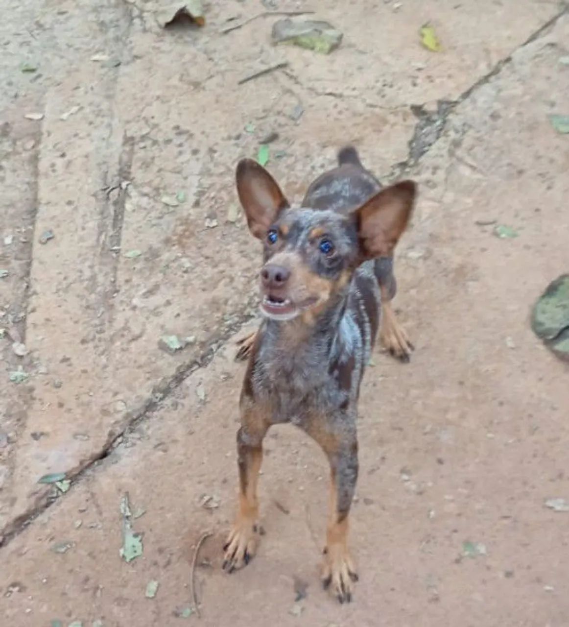 Fêmeas de pinscher n2 - Foto 2