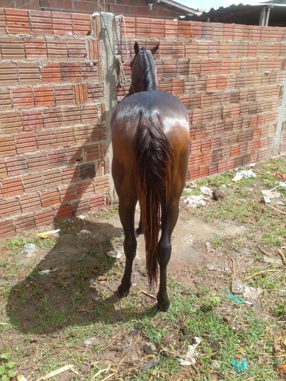 Potra fêmea 8 mil reais  - Foto 3