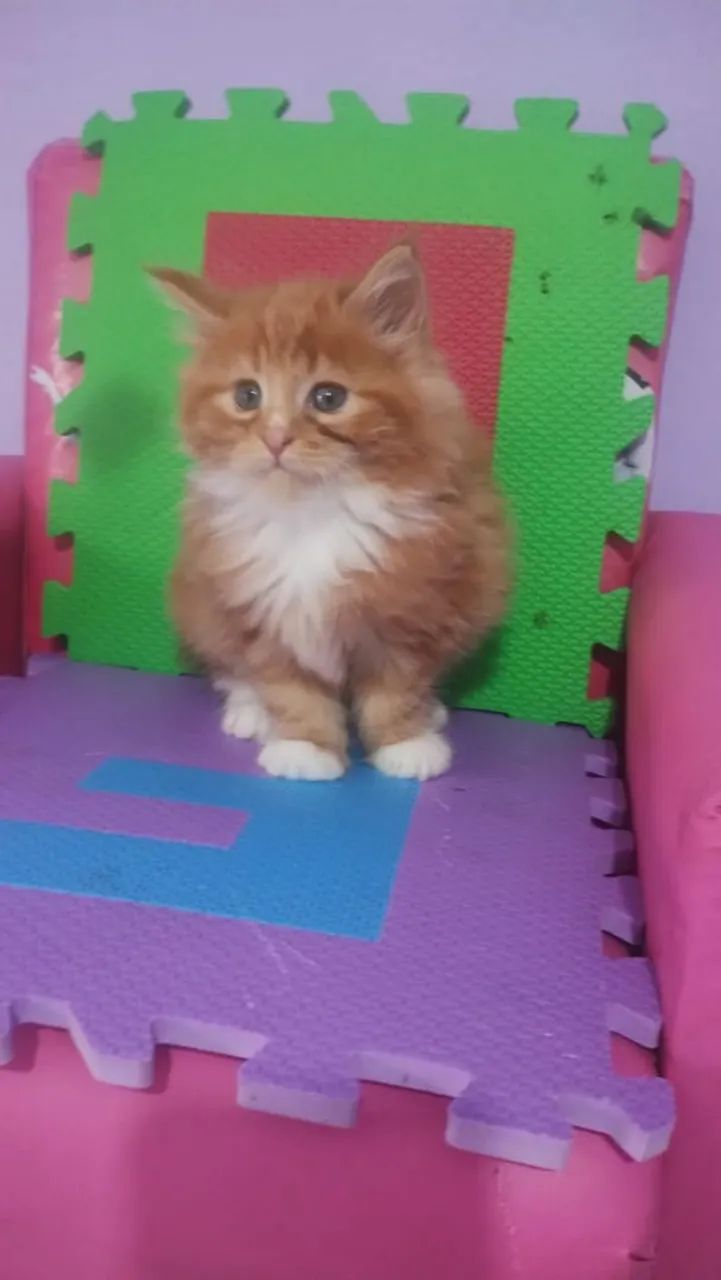 Gato Maine coon 