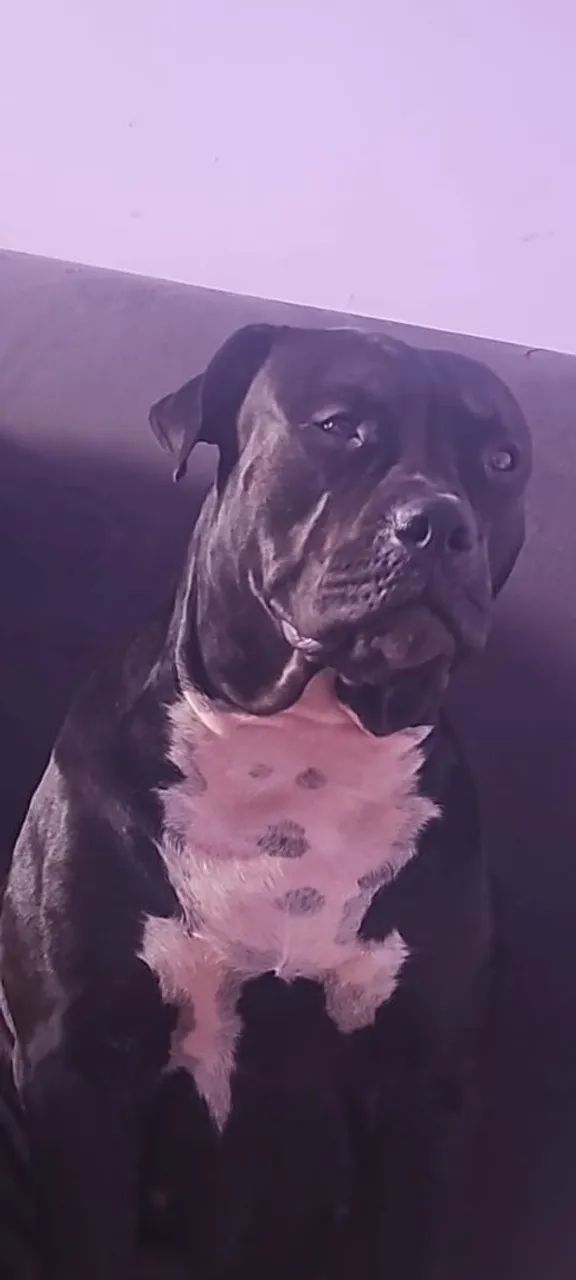 PITMONSTER  - Foto 2