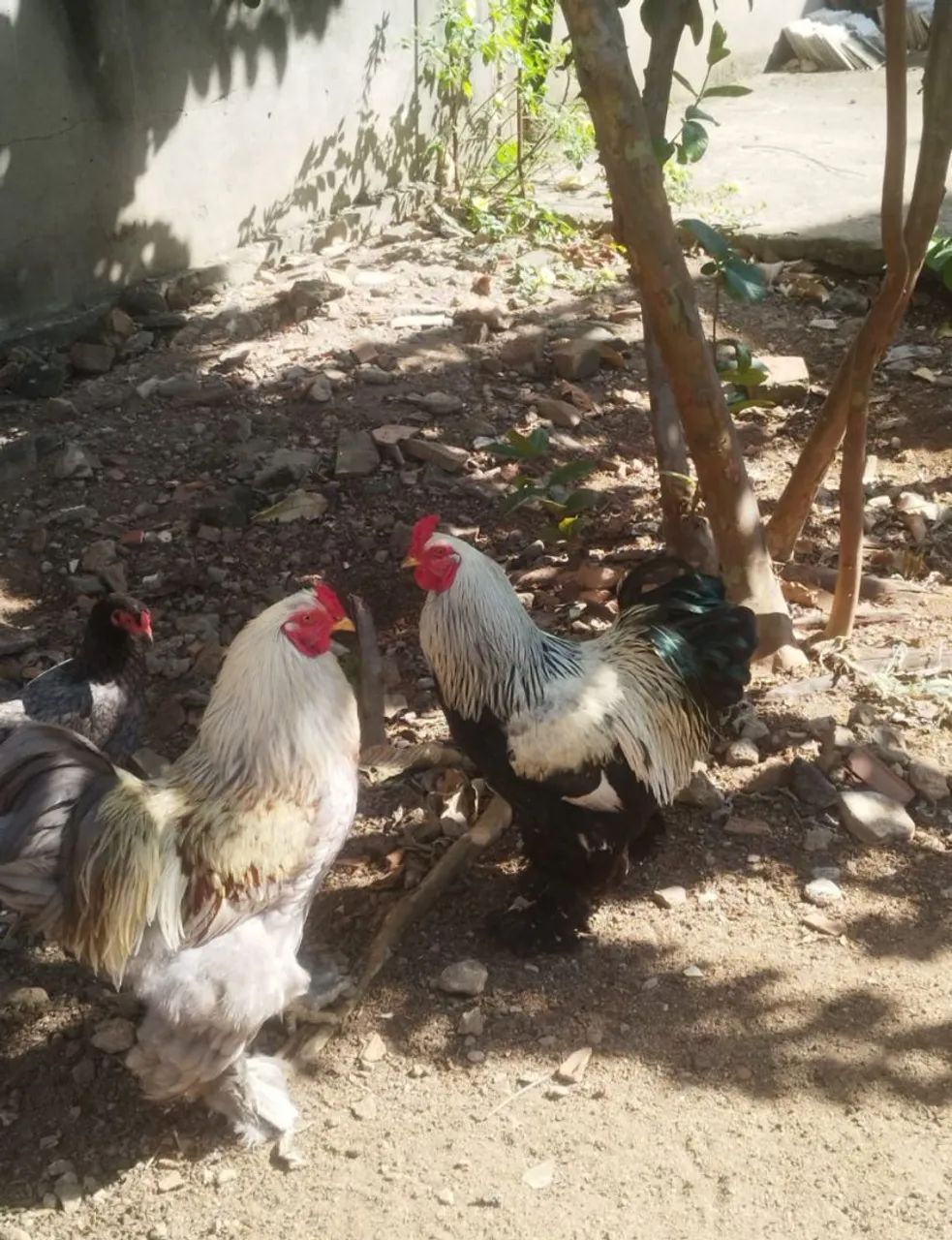 Vendo Galos - Foto 4
