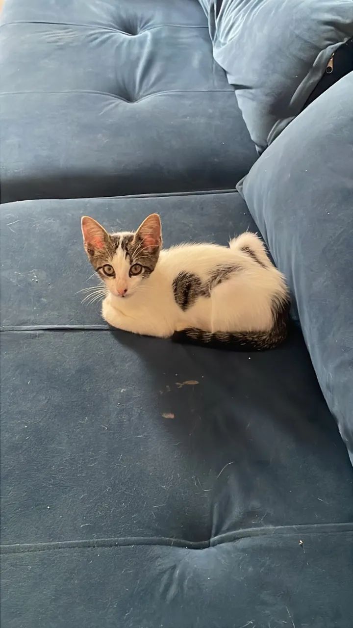 Gatinho
