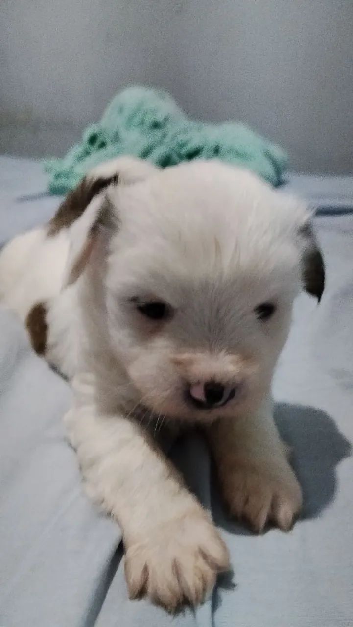 Filhote de Lhasa Apso macho  - Foto 2
