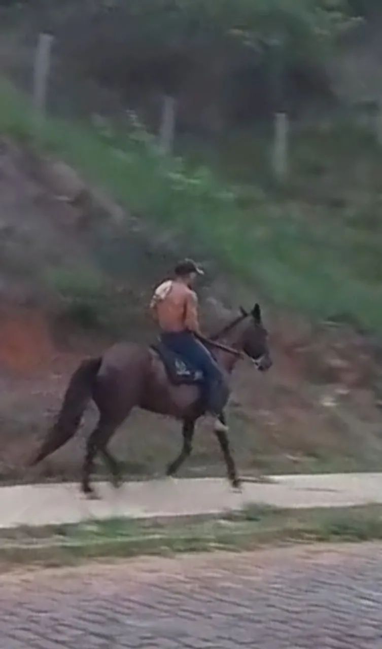 Cavalo mangalarga marcha picada  - Foto 2