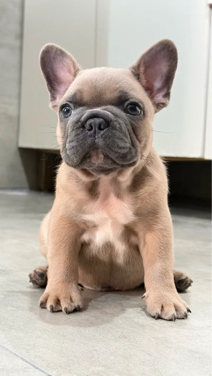 Filhote blue fawn - Foto 2