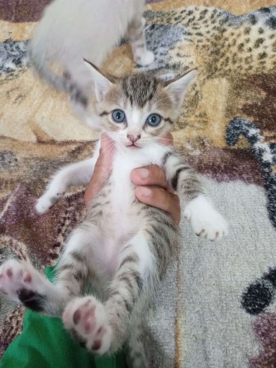 Doação consciente gatinhos quase 2 mêses