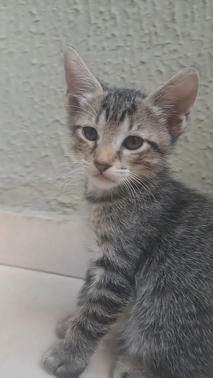 Gato filhote para adoção  - Foto 2