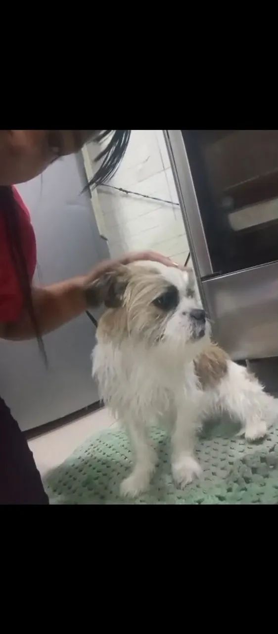 Cachorra de raça para doar