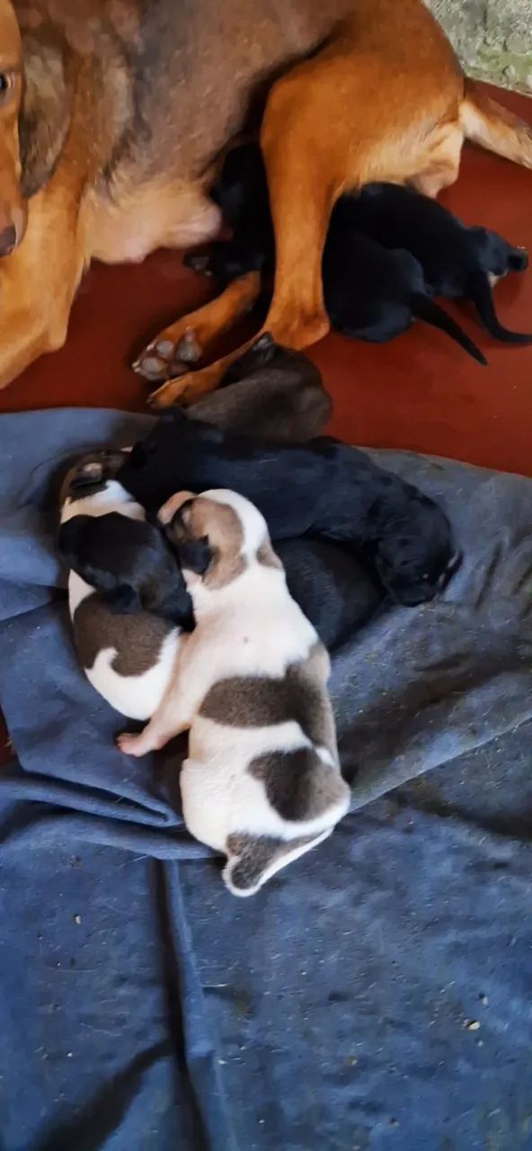 Cachorrinhos lindos: Encomendei seu  - Foto 2