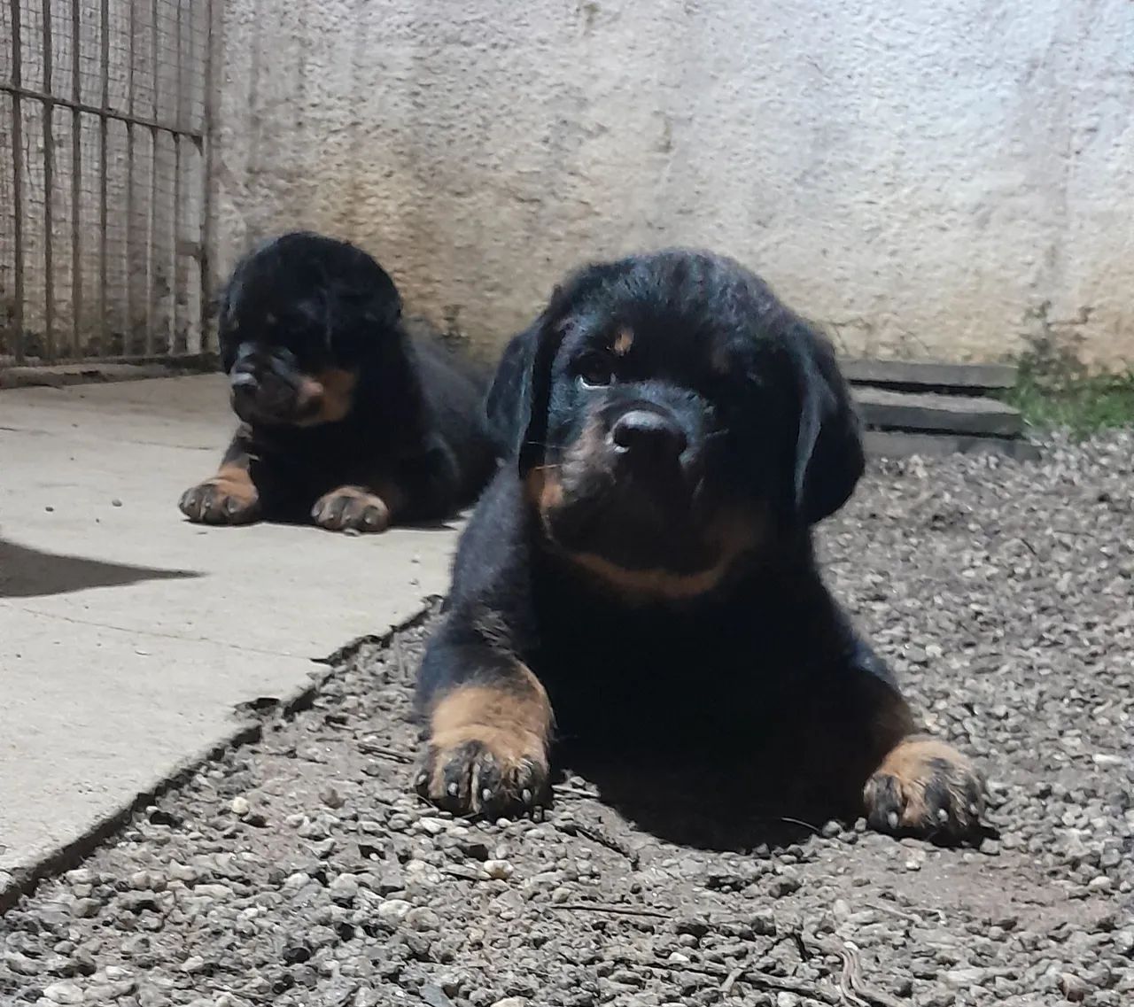 Ultimo Filhote de Rottweiler  - Foto 3