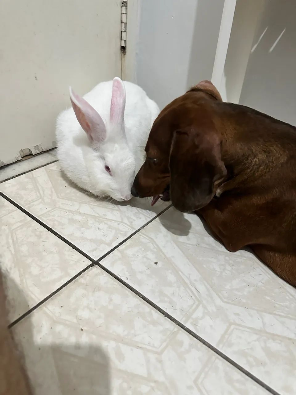 Coelha  - Foto 3