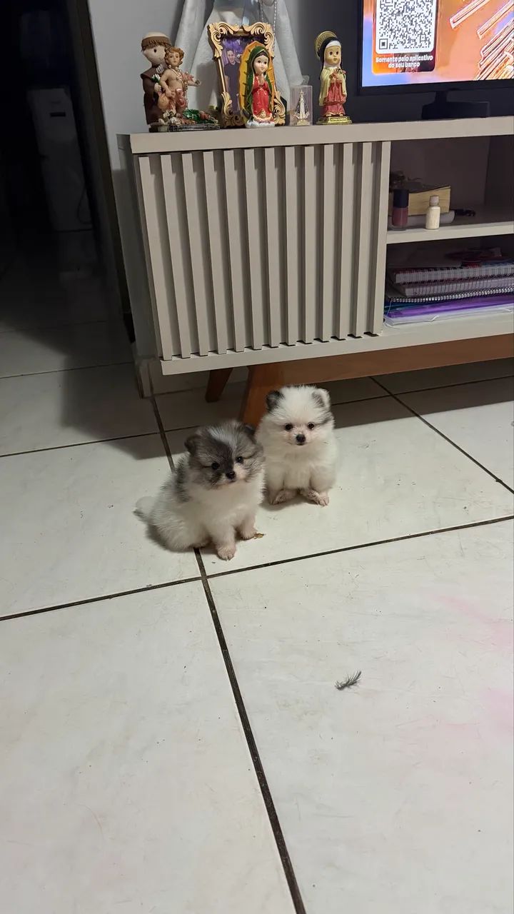 Spitz alemão 