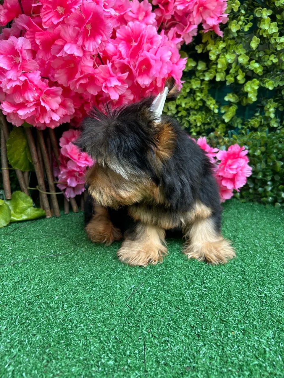 Yorshire Terrier (Mini ) Macho  - Foto 2