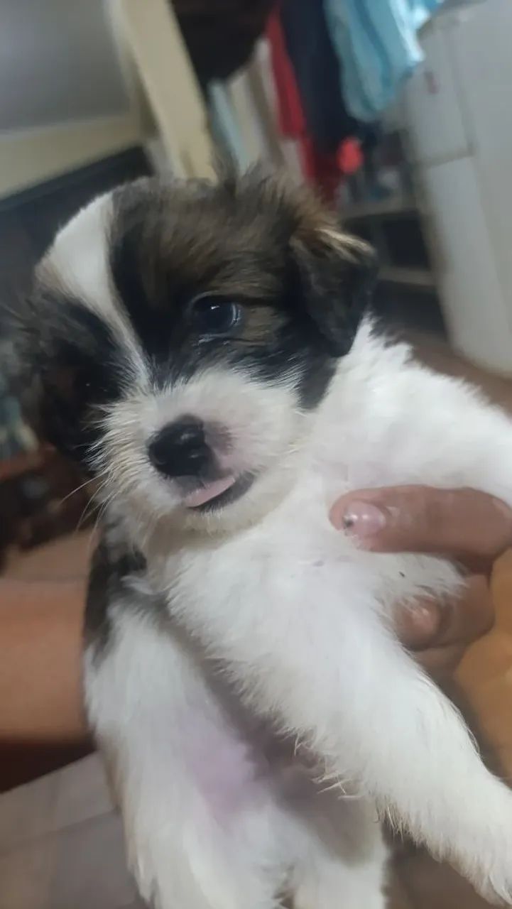 Vendo filhotes - Foto 3