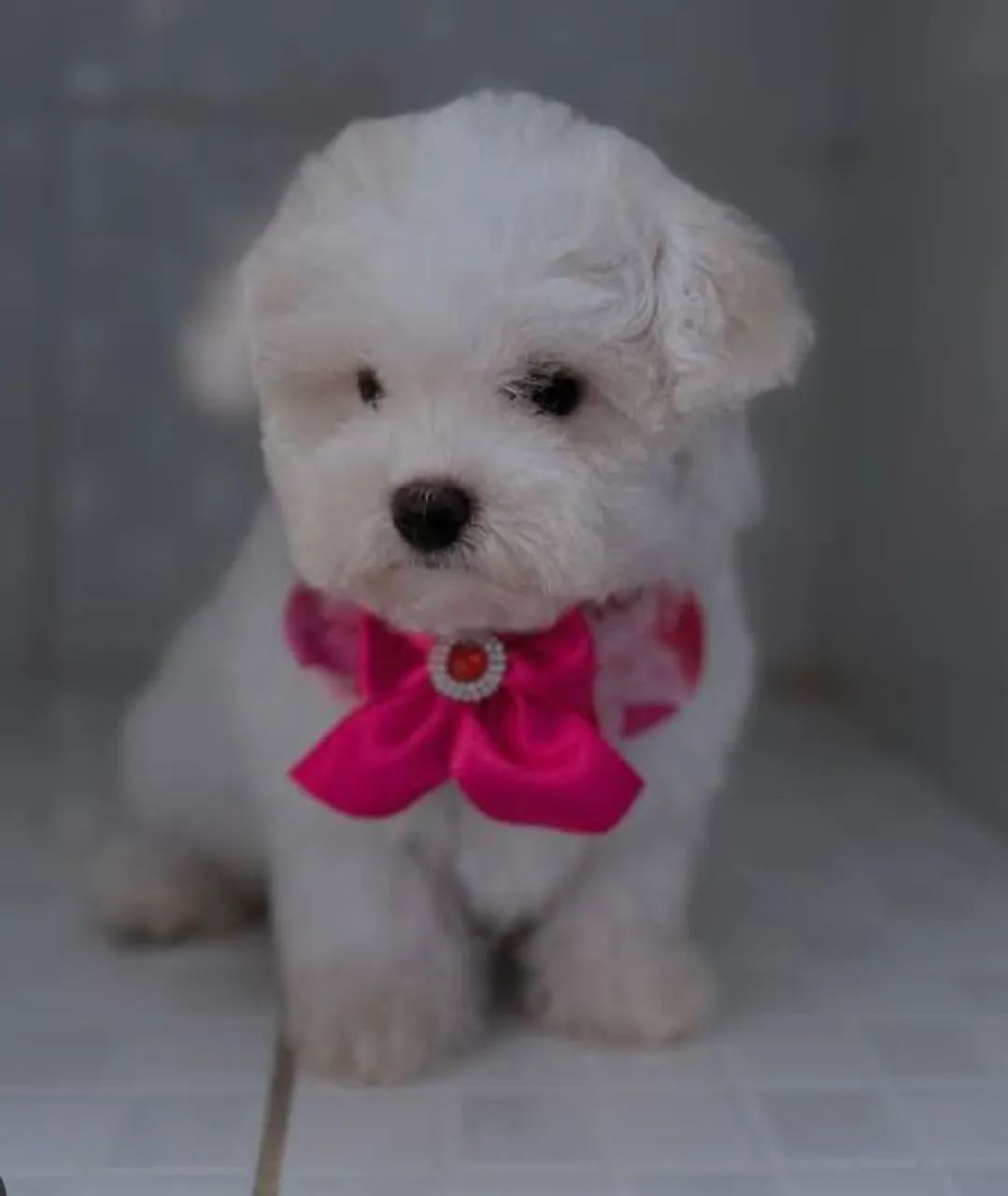 Bichon frise 