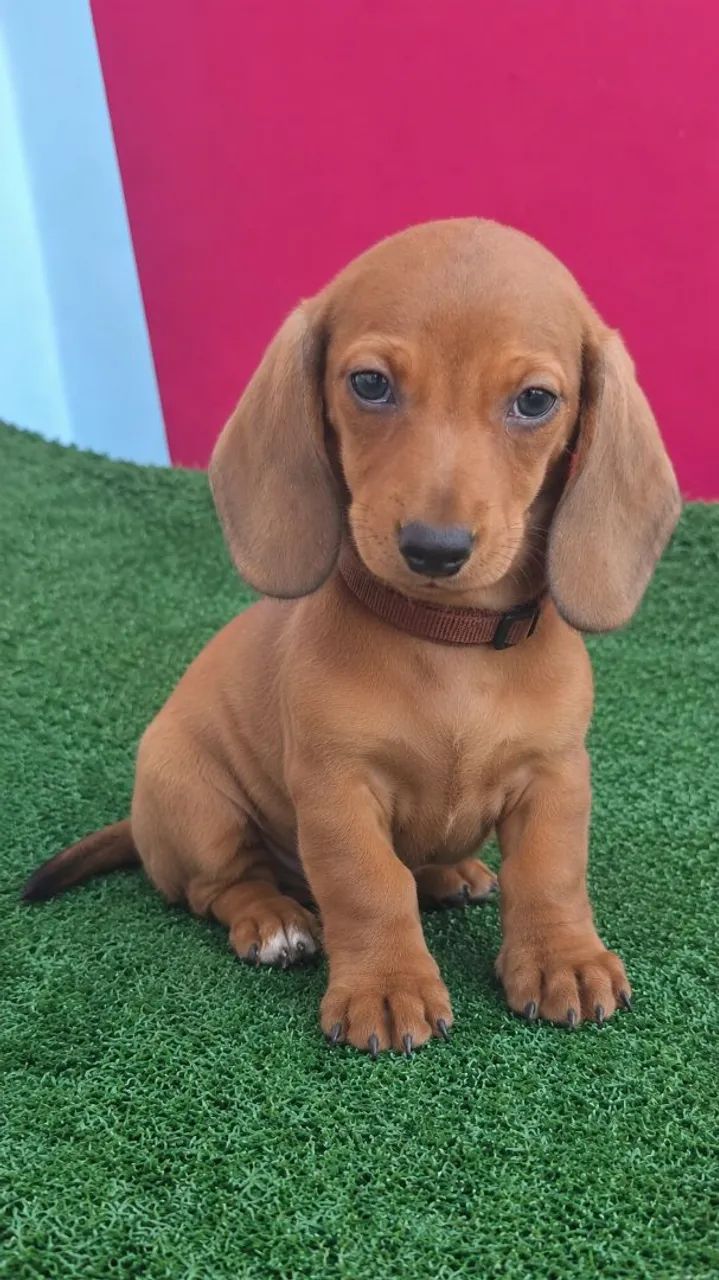 Filhotes - Teckel - Dachshund Mini - Foto 5