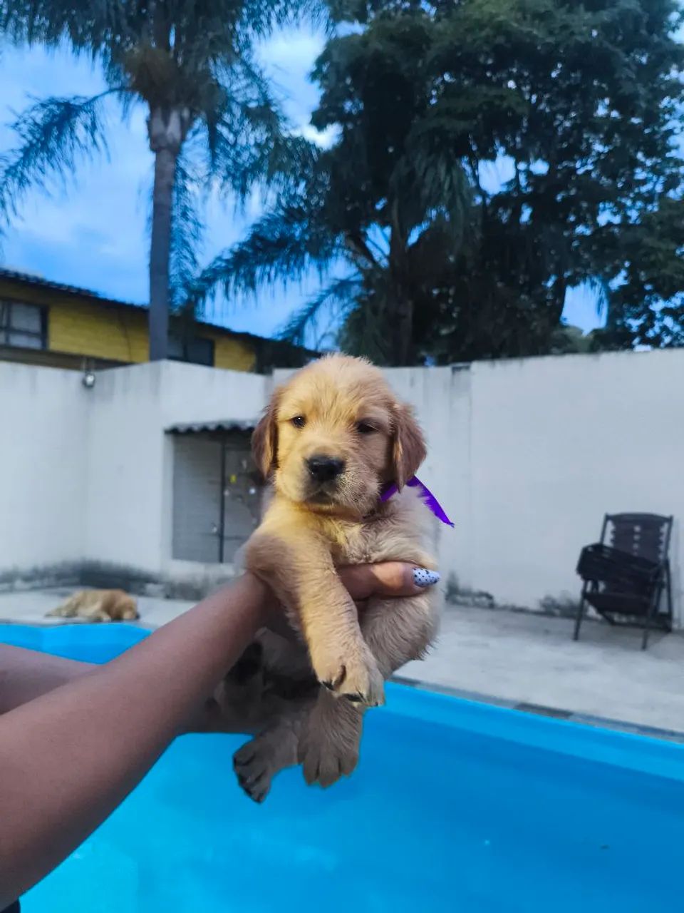 Goldens  - Foto 2