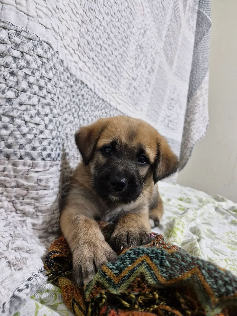 Cachorro para Adoção  - Foto 2