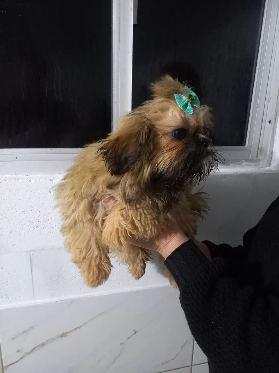 Barbada mini shih tzu  - Foto 2