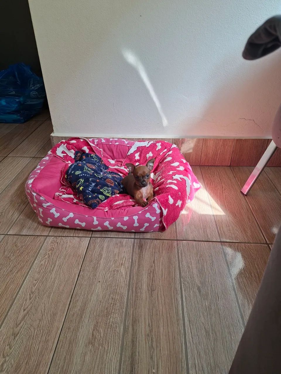 Pinscher Zerinho - Foto 2