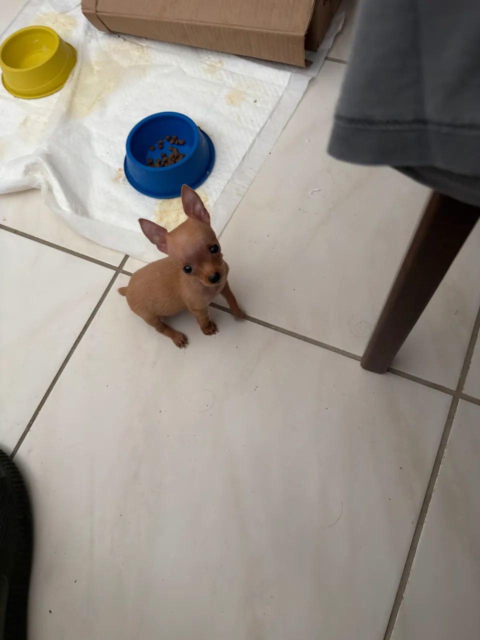 Pinscher fêmea zero - Foto 3