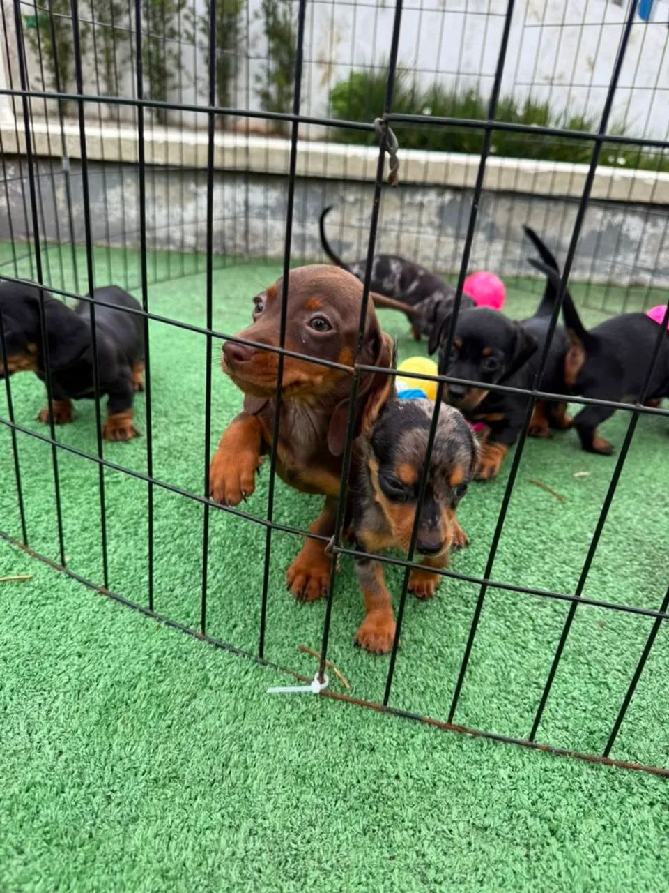 Dachshunds filhotes