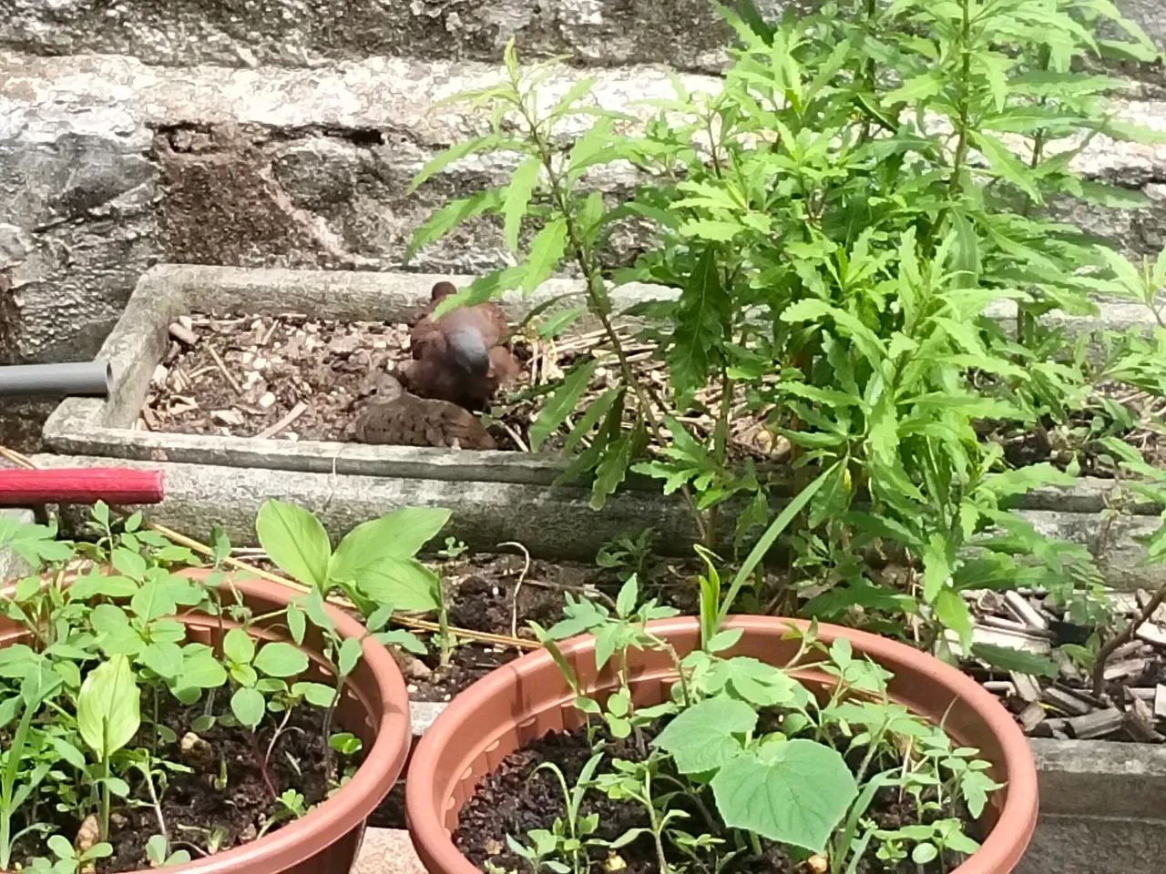 Maços e Mudaa - Foto 2