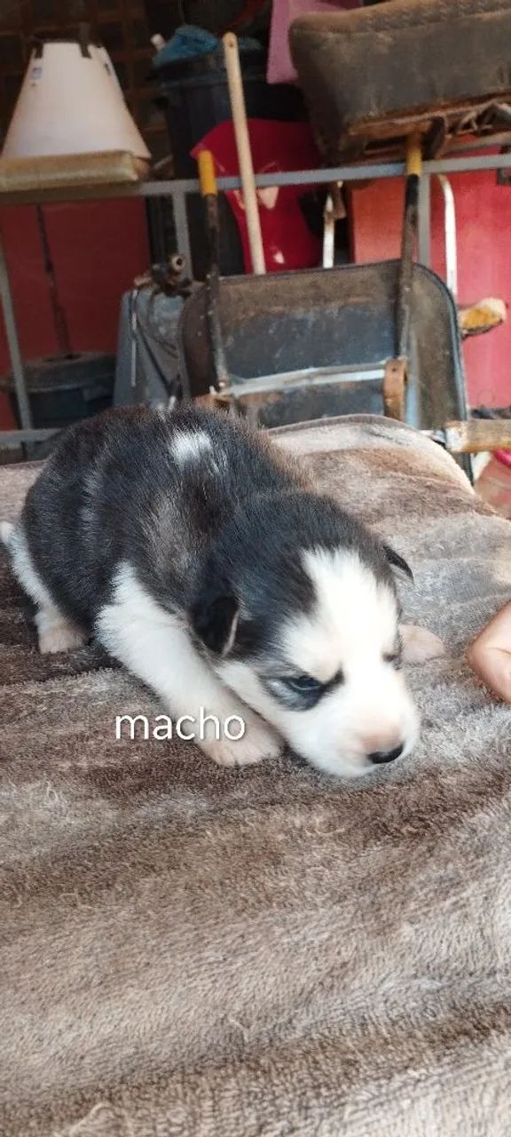 Husky siberiano  - Foto 4