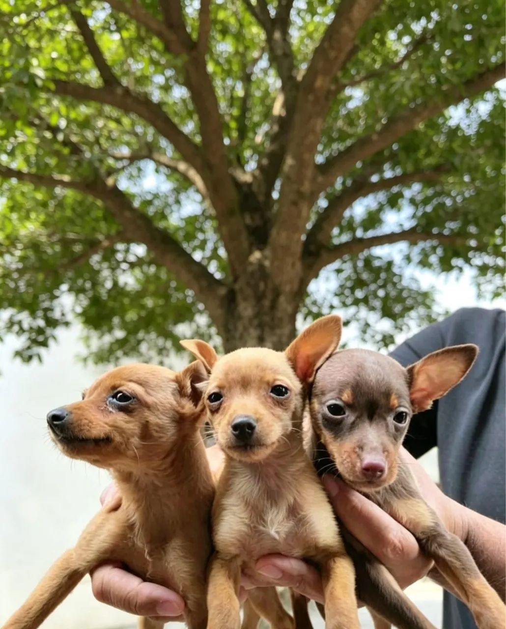 Pinscher macho e fêmea 