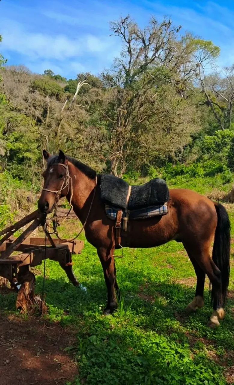 Vende-se petiço marchador