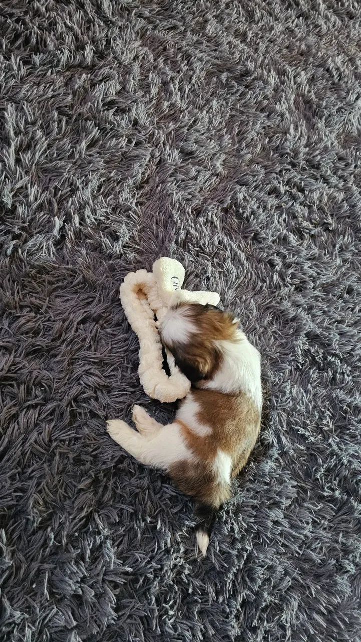 Filhote shih-tzo  - Foto 3