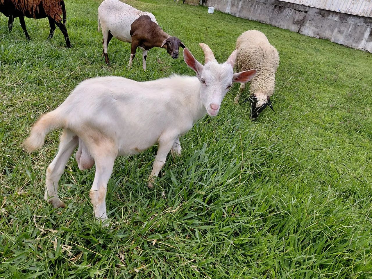 Dois Cabritos Macho para venda  - Foto 6