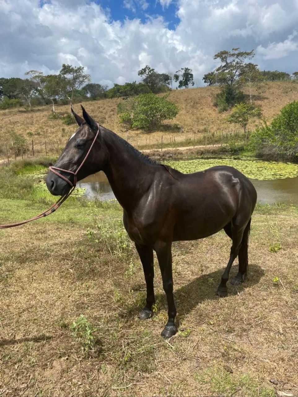 Égua MM - Foto 2