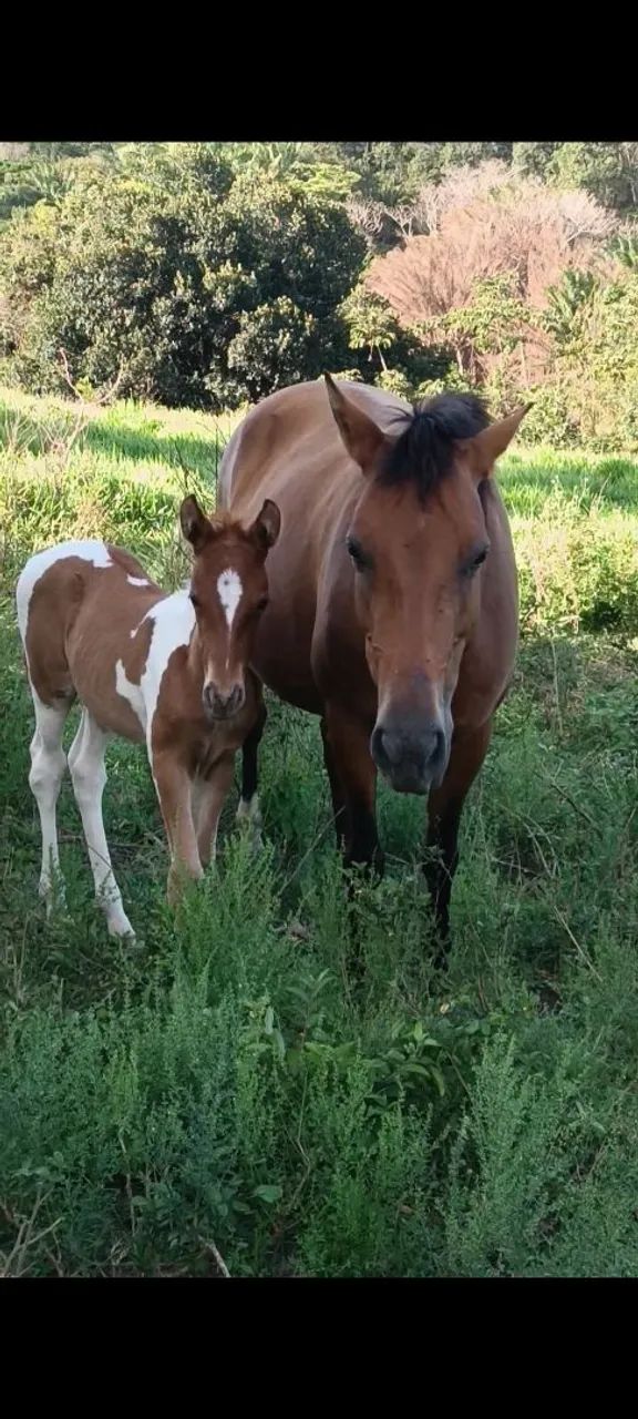  animal de procedência potra filha de mangalarga marchador