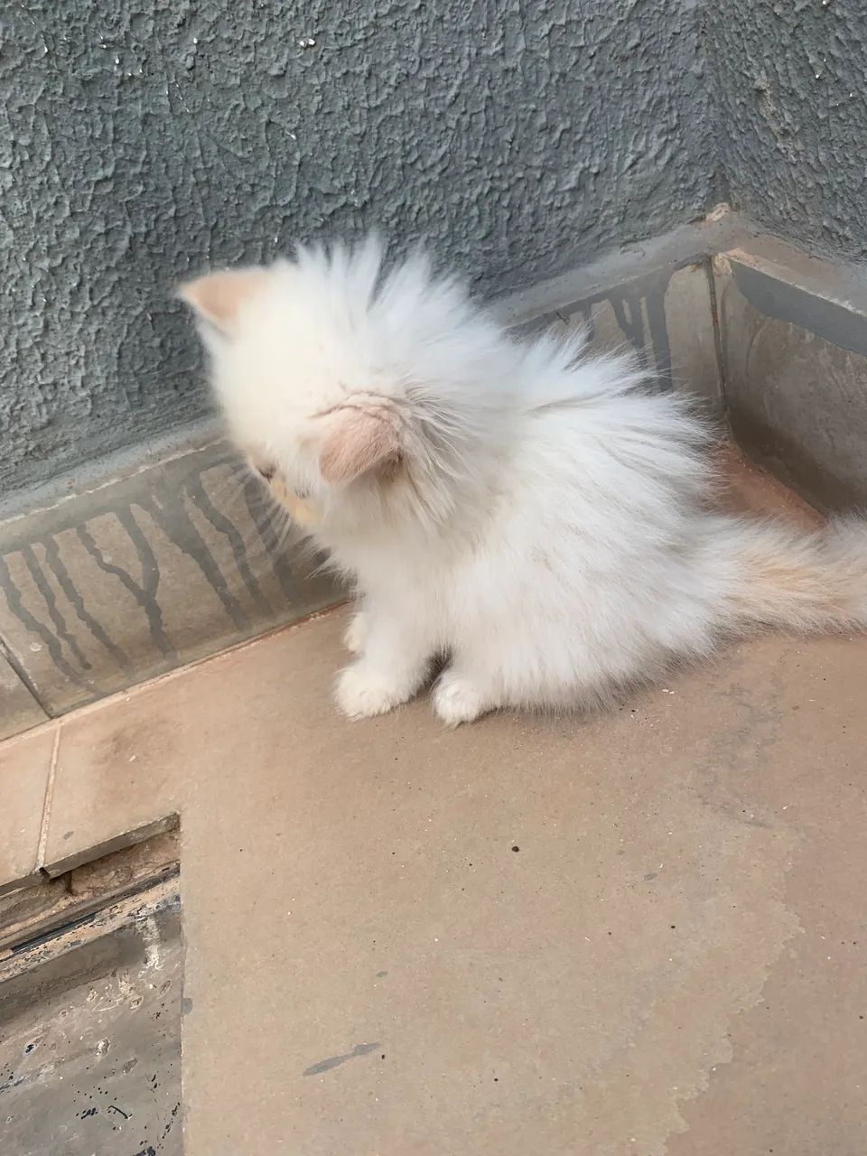 Gatinho himalaio macho  - Foto 5