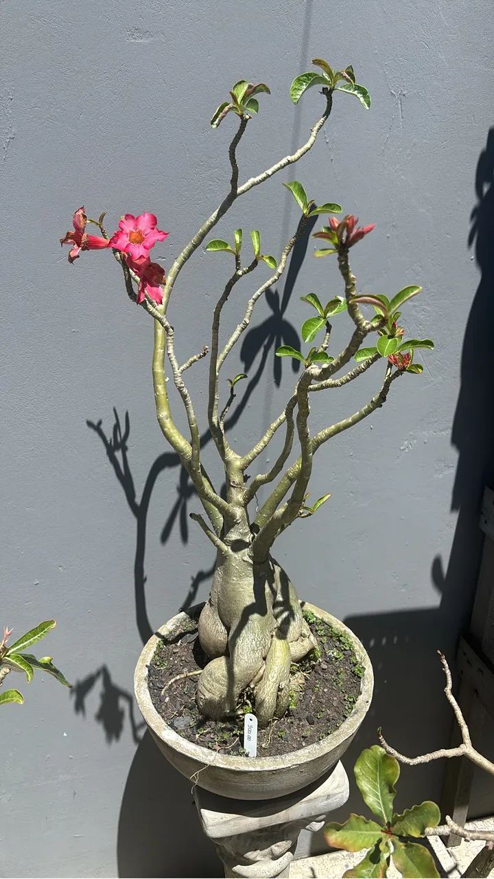 Roda do Deserto - Foto 4