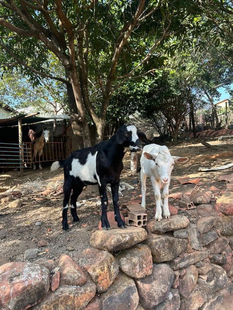 Casal De Cabrito 