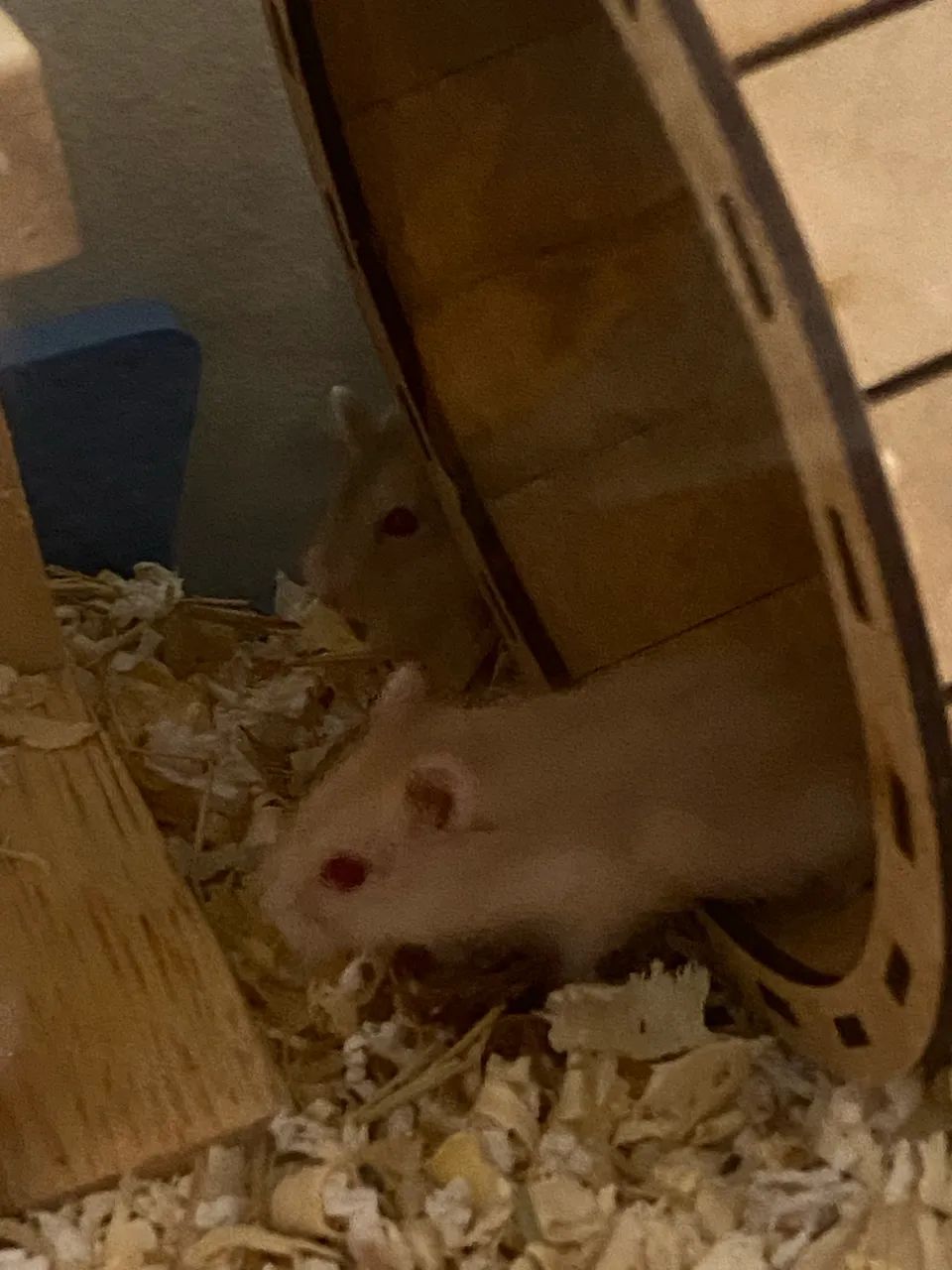 Hamster filhote  - Foto 5