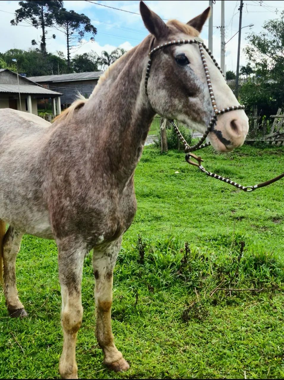 Égua Oveira Rosada salga / Animal diferenciado  - Foto 2