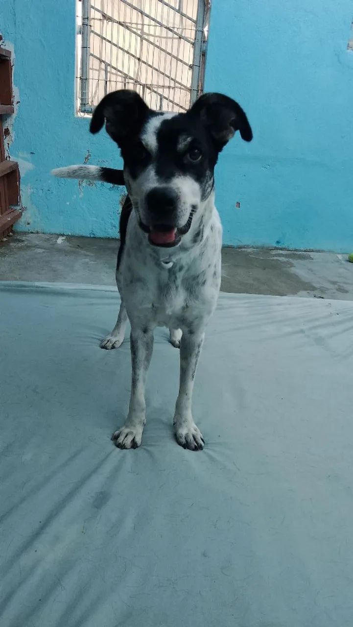 Doação  - Foto 2