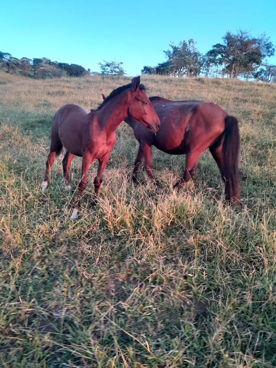 Vendo cavalo ?  - Foto 5