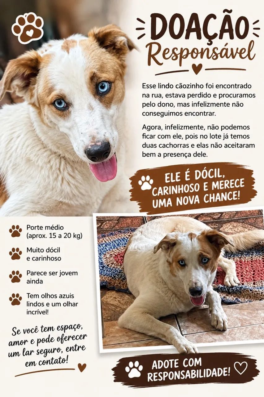 Cachorro para adoção 