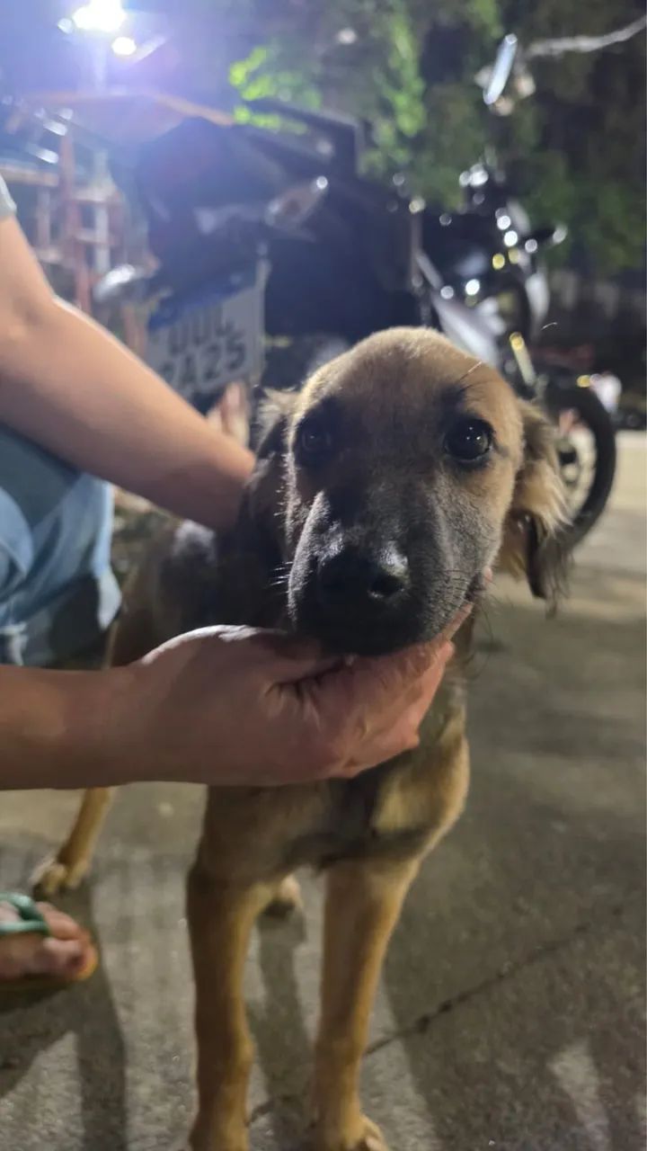 Cachorrinha para adoção responsável  - Foto 4
