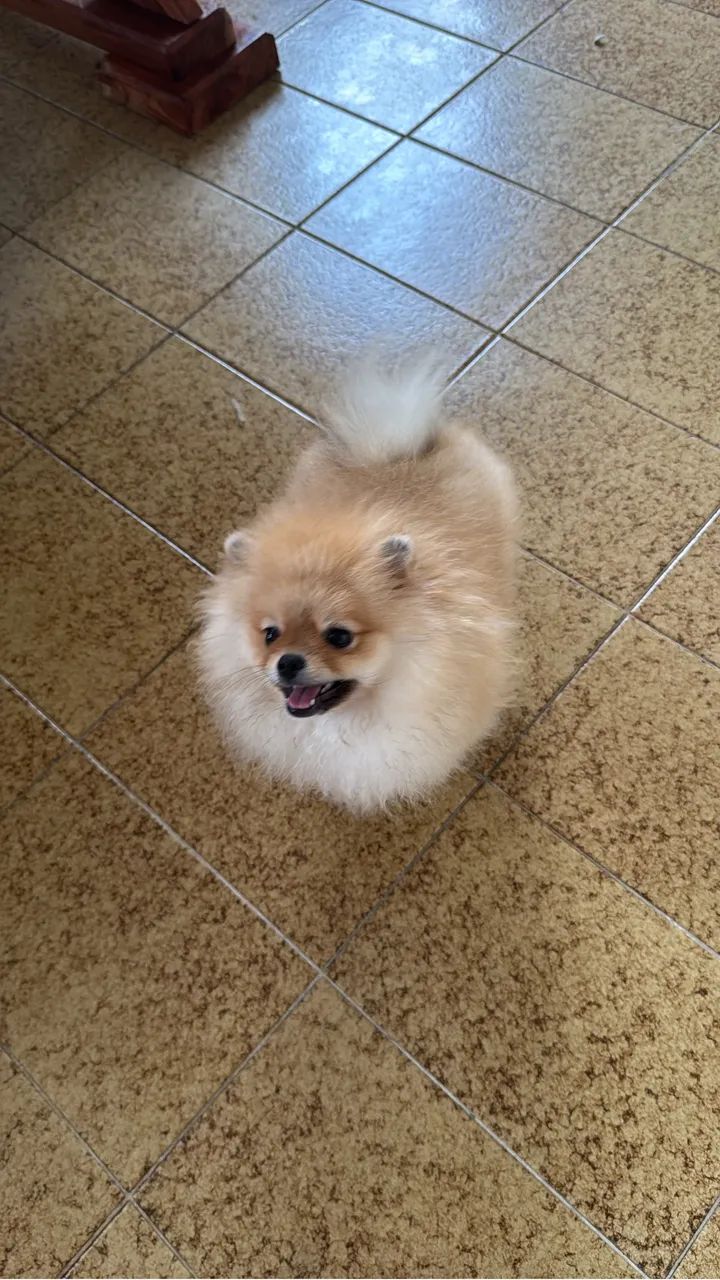 Linda fêmea de Lulu  - Foto 2