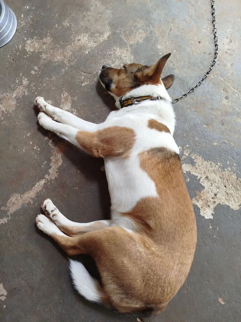 Doação de Cachorro  - Foto 4