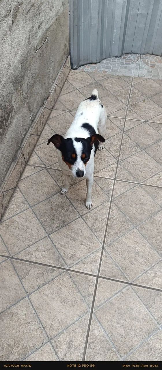 Cachorro - Foto 2